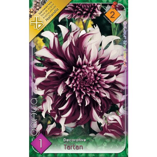 Dahlia Decorative Tartan bíbor-fehér dália