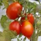 Red Bell Koktélparadicsom BIO (Solanum lycopersicum) (Vetőmag)