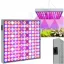 Palántanevelő LED lámpa 144 LED, 25x25 cm 45W – Palántázás