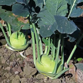   Blauer Delikatess Kék karalábé BIO (Brassica oleracea var. gongylodes) (Vetőmag)
