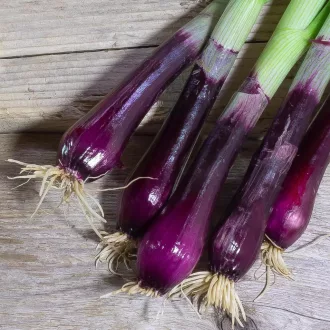   Red Scallion Vörös újhagyma BIO (Allium fistulosum) (Vetőmag)