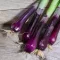 Red Scallion Vörös újhagyma BIO (Allium fistulosum) (Vetőmag)