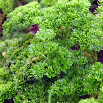   Hamburgi gyökérpetrezselyem BIO (Petroselinum crispum) (Vetőmag)