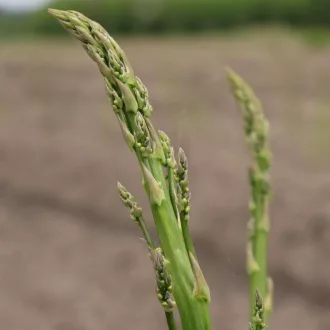   Mary Washington Zöld spárga BIO (Asparagus officinalis) (Vetőmag)
