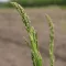 Mary Washington Zöld spárga BIO (Asparagus officinalis) (Vetőmag)