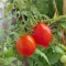 Piennolo del Vesuvio Paradicsom BIO (Solanum lycopersicum) (Vetőmag)