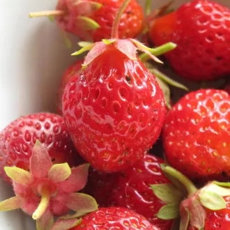 Erdei Szamóca BIO (Fragaria vesca) (Vetőmag)