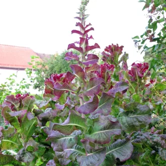 Red Salad Bowl Tépősaláta BIO (Lactuca sativa) (Vetőmag)