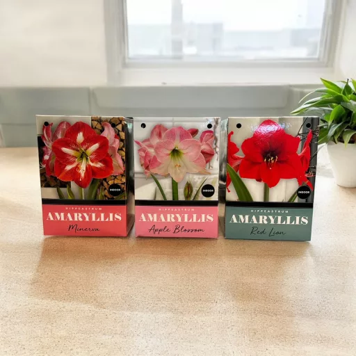 Amarillisz minerva virághagyma díszdobozban – Beltéri virághagymák
