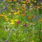 Vadvirág Keverék BIO (40-féle vadon élő faj) (Vetőmag)