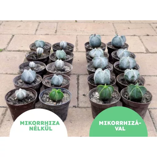 MikoMax Garden 1kg - Terméshozam növelő mikorrhiza gombával