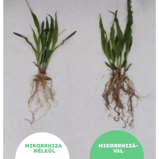 MikoMax Garden 1kg - Terméshozam növelő mikorrhiza gombával