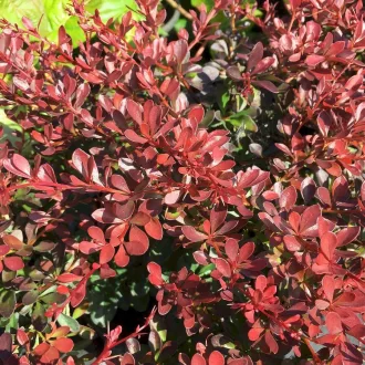   Berberis thunbergii 'Carmen' - japán vérborbolya K3