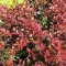 Berberis thunbergii 'Carmen' - japán vérborbolya K3