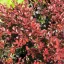 Berberis thunbergii 'Carmen' - japán vérborbolya K3