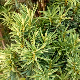   Taxus baccata Fastigiata Aurea K3 - Oszlopos sárga lombú tiszafa