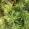 Taxus baccata Fastigiata Aurea K3 - Oszlopos sárga lombú tiszafa