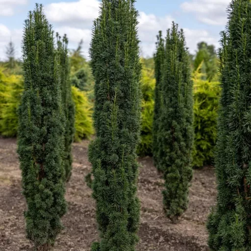 Taxus baccata Fastigiata Aurea K3 - Oszlopos sárga lombú tiszafa