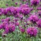 Monarda didyma MIX - Méhbalzsam