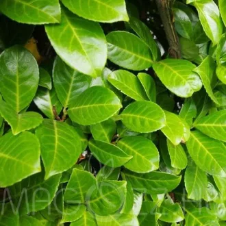 Prunus laurocerasus Novita K3 - Babérmeggy