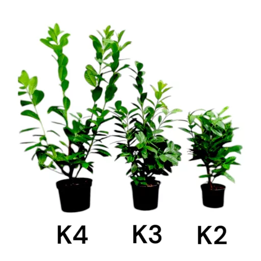 Prunus laurocerasus Novita K3 - Babérmeggy
