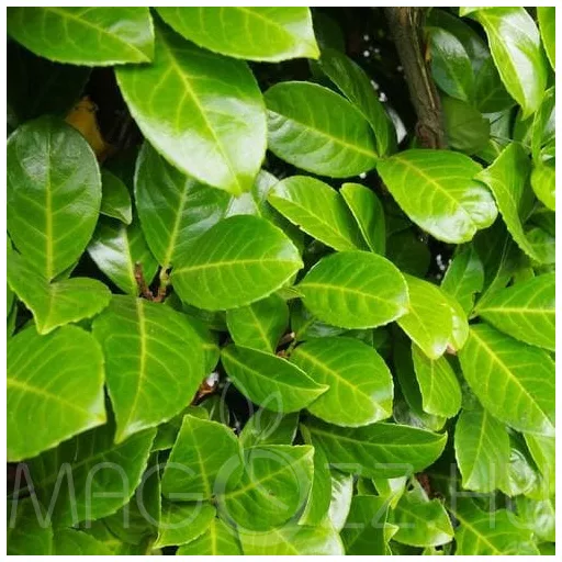 Prunus laurocerasus Novita CS9 - Babérmeggy kis méretű