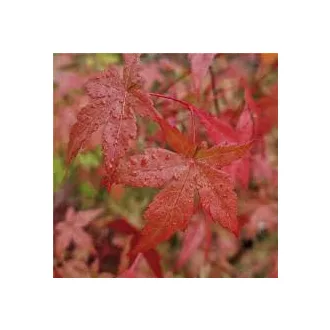   Acer palmatum Atropurpureum CS10,5 - Vöröslevelű japán juhar