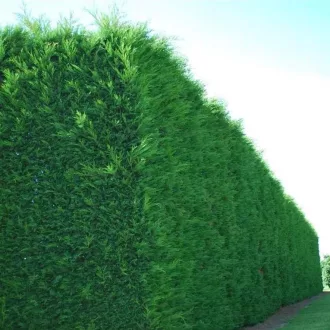 Cupressocyparis x leylandii P9 - Leylandi ciprus