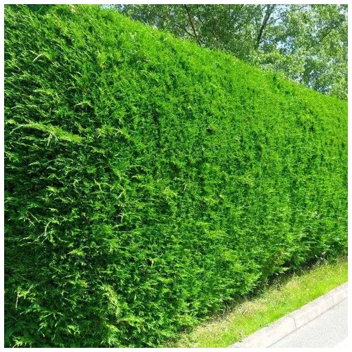 Cupressocyparis x leylandii P9 - Leylandi ciprus