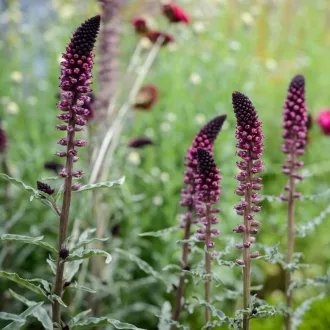 Lysimachia atropurpurea - Bíborszínű lizinka – Évelő növények