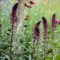 Lysimachia atropurpurea - Bíborszínű lizinka – Évelő növények