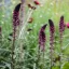 Lysimachia atropurpurea - Bíborszínű lizinka – Évelő növények