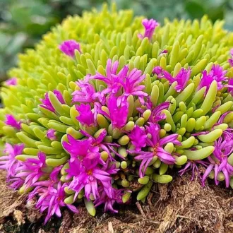 Delosperma spalmanthoides Aurea CS9 - Délvirág
