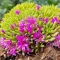 Delosperma spalmanthoides Aurea CS9 - Délvirág