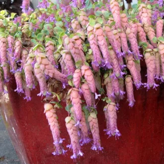 Origanum Amethyst Falls CS9 - Díszoregánó