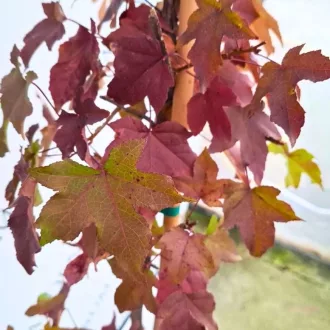 Liquidambar styraciflua K5,6 150/170 - Amerikai ámbrafa