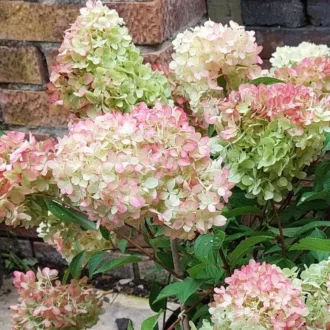 Hydrangea paniculata Petite Flori K3 - Bugás hortenzia