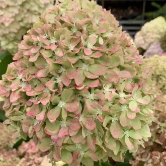 Hydrangea paniculata Pixio K3 - Bugás hortenzia