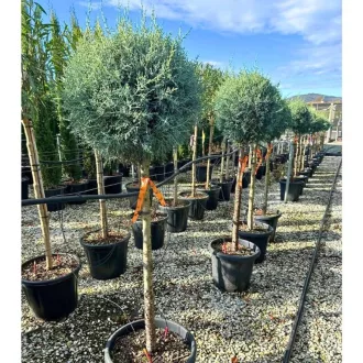 Cupressus arizonica MT80 - Magastörzsű arizoniai ciprus – Egyéb ciprusok
