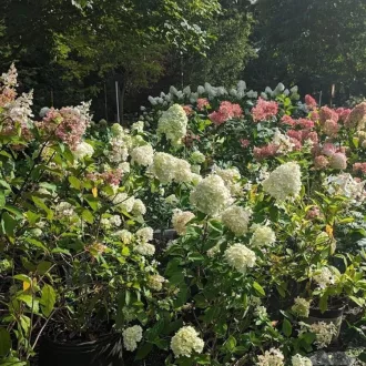   Hydrangea paniculata MIX K3 - Bugás hortenzia vegyes színekben