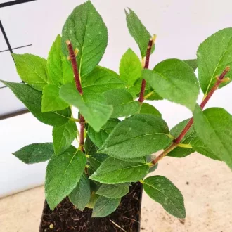   Hydrangea paniculata MIX CS9 - Bugás hortenzia vegyes színekben