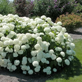 Hydrangea arborescens Annabelle K2 - Cserjés hortenzia – Évelő növények