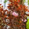 Prunus serrulata Royal Burgundy K30 - Bordó levelű díszcseresznye