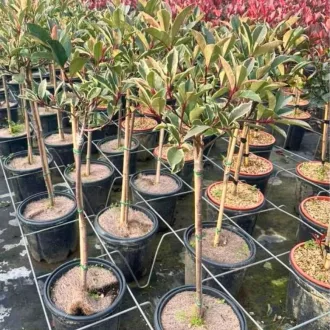   Photinia fraseri Pink Marble MT80 - Magastörzsű korallberkenye