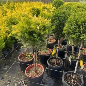 Cupressocyparis leylandii Gold Rider MT – leylandi ciprus