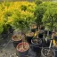 Cupressocyparis leylandii Gold Rider MT – leylandi ciprus
