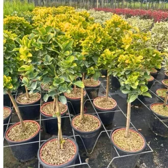 Euonymus japonicus Aureomarginatus MT - Magastörzsű tarka kecskerágó – Díszcserjék