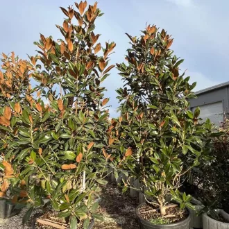  Magnolia grandiflora K150 250 cm - Örökzöld magnólia (kúpos)