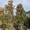 Magnolia grandiflora K150 250 cm - Örökzöld magnólia (kúpos)