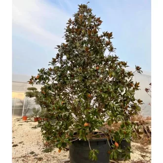 Magnolia grandiflora 450cm K600 - Örökzöld magnólia